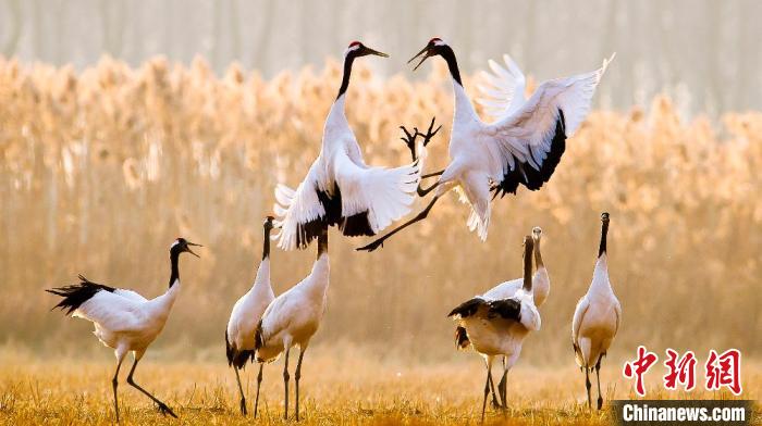 江蘇鹽城黃海濕地上的丹頂鶴?！←}城市委宣傳部供圖