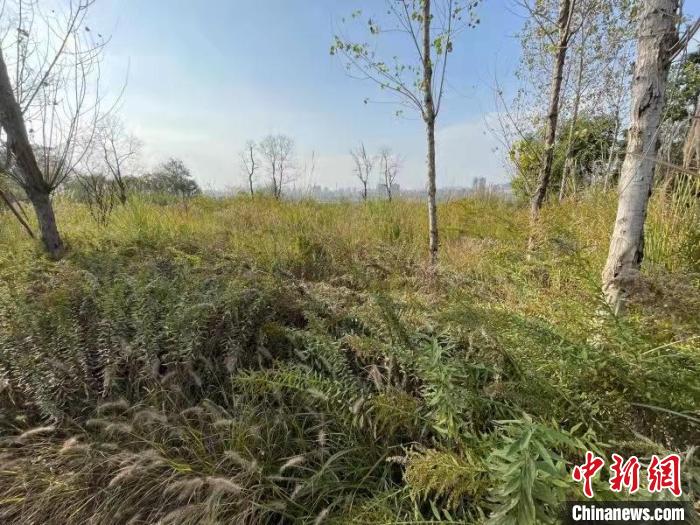 發(fā)現(xiàn)的加拿大一枝黃花?！畈?攝