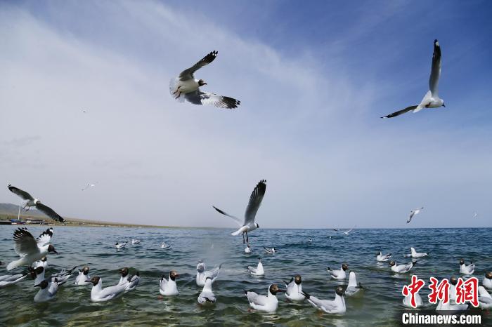 圖為水鳥在青海湖飛翔。　馬銘言 攝