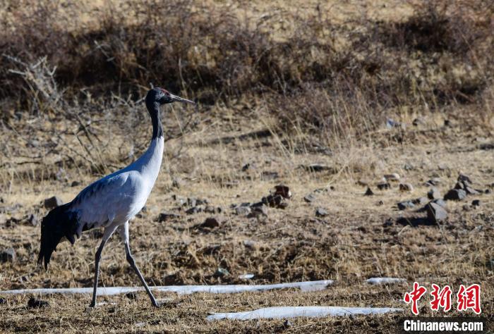 圖為一只黑頸鶴在拉薩市林周縣境內(nèi)田間覓食?！∝暩聛硭?攝