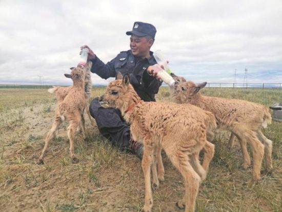 生命禁區(qū)的超級(jí)“奶爸”。