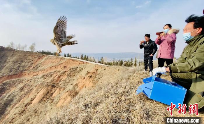 青海：救助、放歸四只國家二級保護野生動物