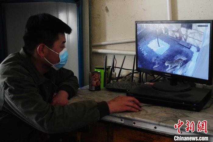 圖為雪豹“奶爸”史壽軍通過(guò)監(jiān)控察看雪豹情況。　馬銘言 攝