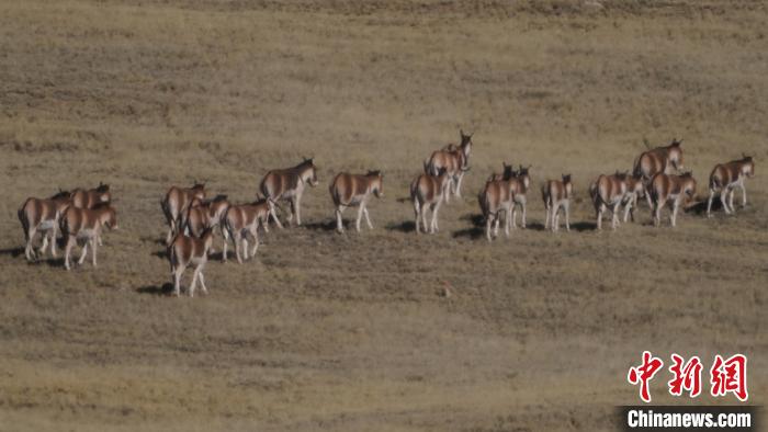 圖為草地上的西藏野驢?！“簿S斌 攝