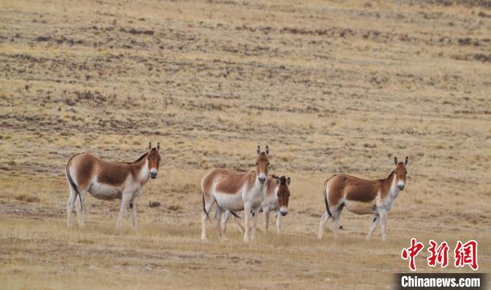 圖為草地上的西藏野驢?！“簿S斌 攝