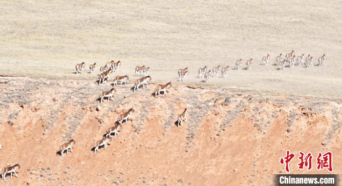 圖為西藏野驢奔跑在山間?！∥溲┓?攝