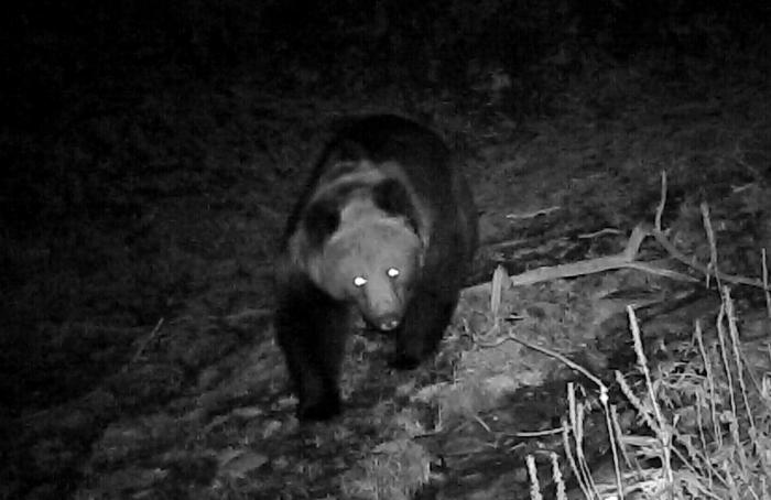 青?；ブ鄙?0年來首次發(fā)現(xiàn)棕熊活動軌跡