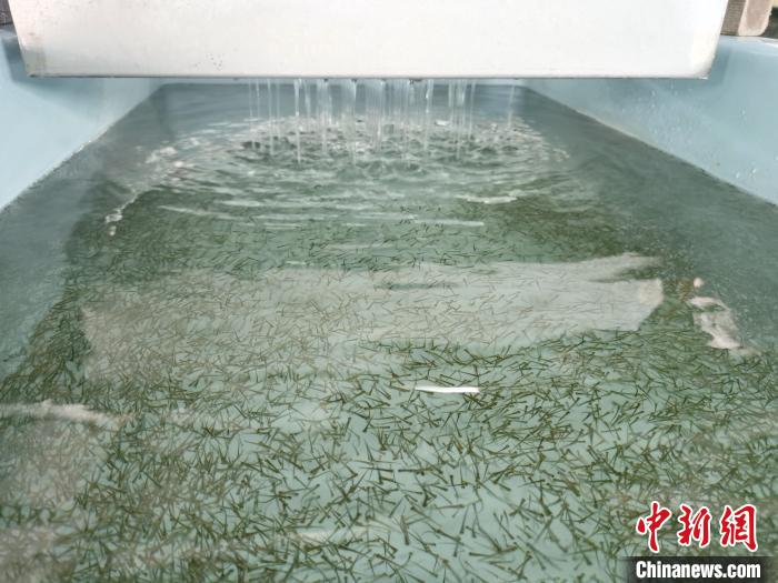 圖為正在育苗?！?zhí)砀?攝