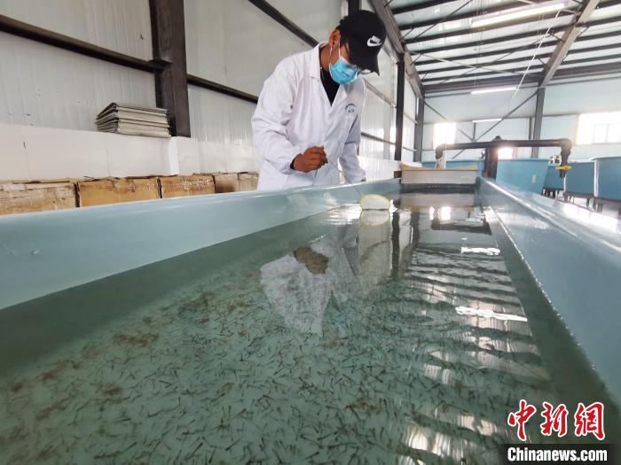 圖為工作人員檢查魚苗?！?zhí)砀?攝