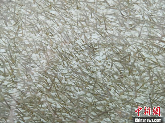 圖為密集分布的魚苗?！?zhí)砀?攝