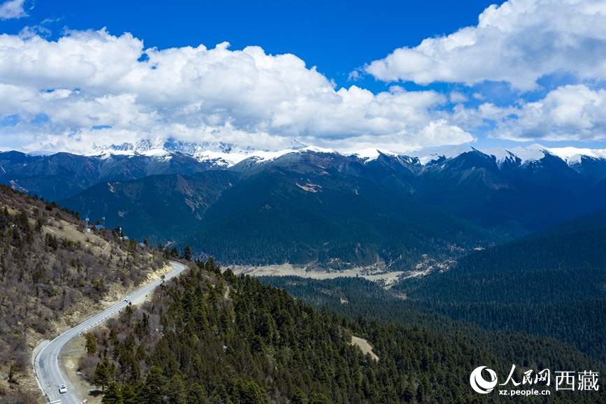 圖為在海拔4700多米的色季拉山，觀測從森林到草甸的多種植被類型。