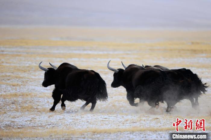 牦牛如何適應(yīng)低氧環(huán)境？中科院團(tuán)隊(duì)發(fā)現(xiàn)牦牛特有肺內(nèi)皮細(xì)胞起作用