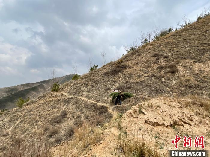 資料圖為建行青海省分行綠化區(qū)施工隊隊員人工運樹苗?！〗ㄐ星嗪Ｊ》中泄﹫D