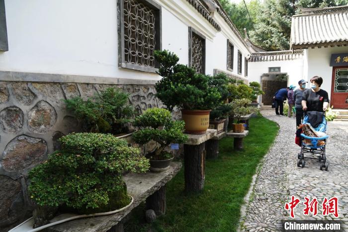圖為市民在西寧園林植物園內(nèi)觀賞盆景?！●R銘言 攝