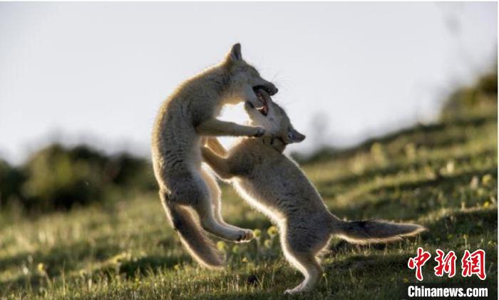 圖為郝進(jìn)芳的作品《難分勝負(fù)》?！∏嗪Ｊ∑钸B山自然保護(hù)協(xié)會(huì)供圖