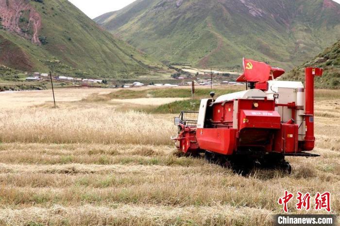 圖為秋收現(xiàn)場(chǎng)?！∮駱渲菸麄鞑抗﹫D