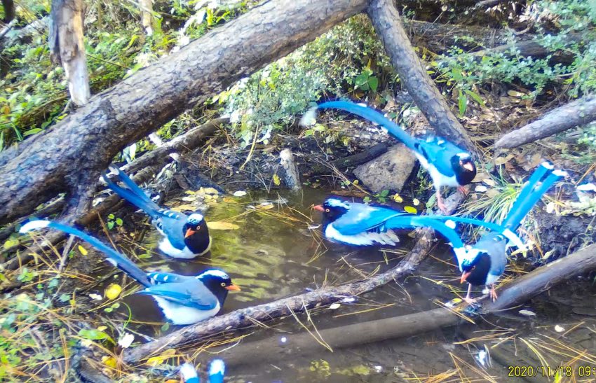 紅嘴藍鵲。涼山州委宣傳部供圖