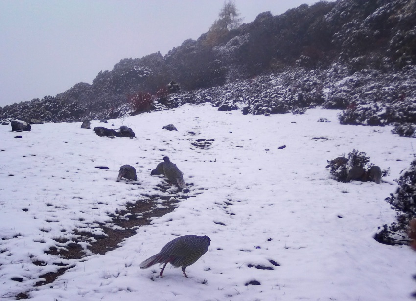 血雉。涼山州委宣傳部供圖