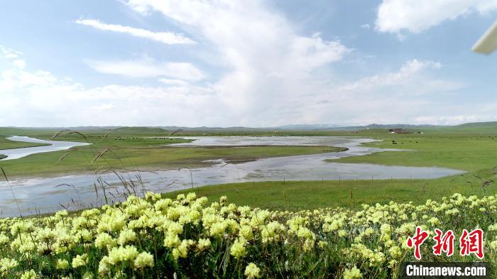 青海澤曲草原見聞：牛羊可“選美”，“生態(tài)畜牧”成招牌