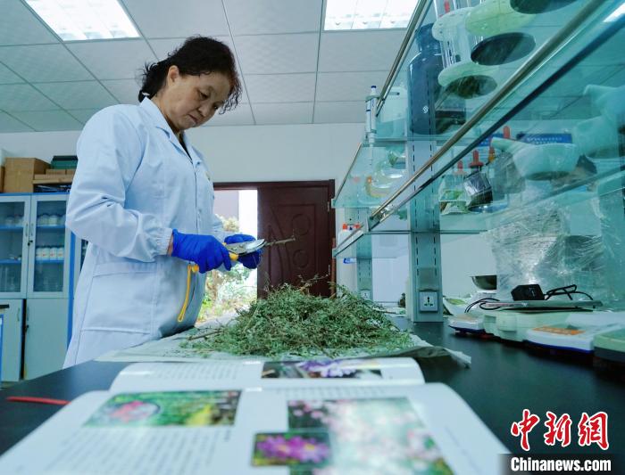 圖為張錦梅在實(shí)驗(yàn)室工作?！●R銘言 攝