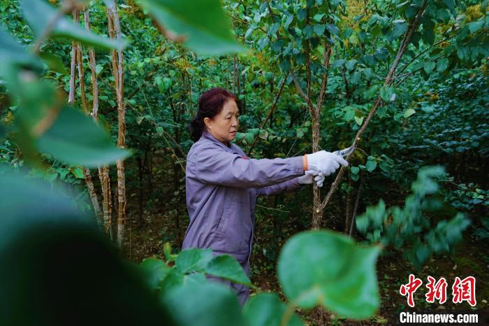 圖為張錦梅修剪丁香枝干。　馬銘言 攝