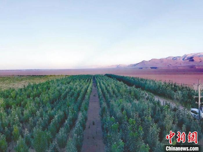 圖為格爾木境內(nèi)種植的綠樹(shù)?！「駹柲救诿襟w中心供圖