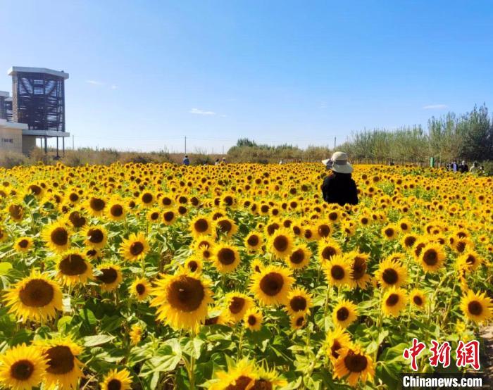 圖為格爾木境內(nèi)的向日葵花海?！「駹柲救诿襟w中心供圖