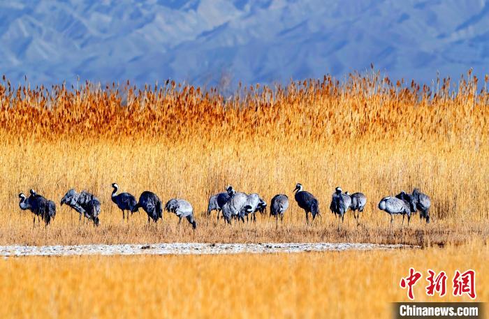 圖為可魯克湖野生水鳥覓食?！〉铝罟形麄鞑抗﹫D