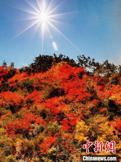 萬源市紅葉似火?！≈炱桨?攝