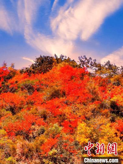 萬源深秋紅葉似火?！≈炱桨?　攝