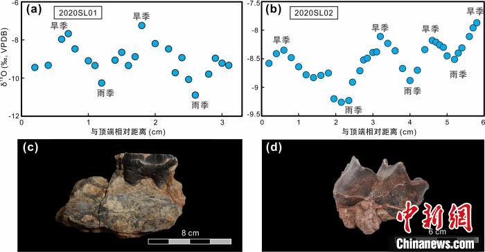 本次研究中的犀牛牙齒化石及氧同位素特征?！≈锌圃呵嗖馗咴?供圖