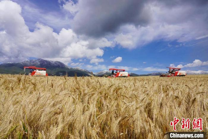 圖為青稞收獲?！±钣穹?攝