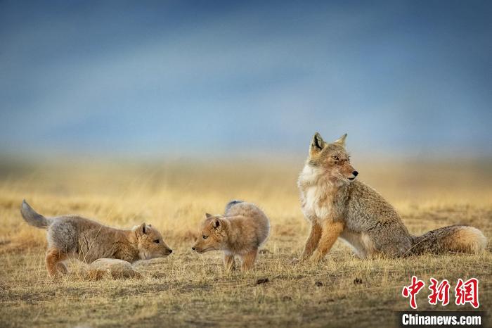 圖為焦生福的作品《居安思?！??！∏嗪Ｊ∑钸B山自然保護(hù)協(xié)會供圖