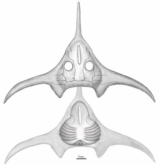 玉海翼角魚(yú)復(fù)原圖?！」ぢ?繪圖 攝