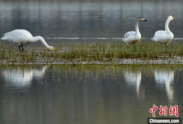 圖為三只大天鵝在黃河灘地嬉戲?！±钣穹?攝
