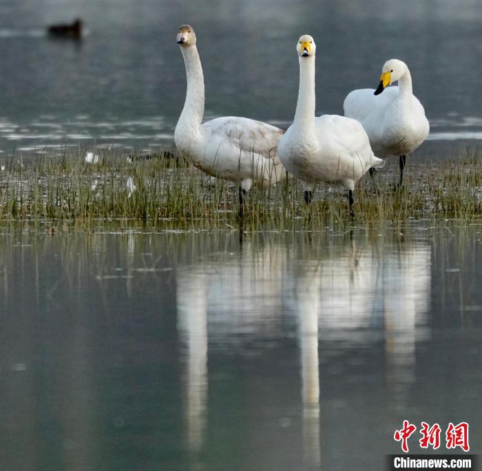 圖為三只大天鵝?！±钣穹?攝