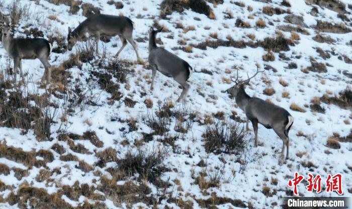 圖為巖羊和馬鹿集體覓食。　都蘭縣融媒體中心 供圖