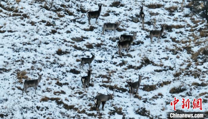 圖為巖羊和馬鹿集體覓食?！《继m縣融媒體中心 供圖