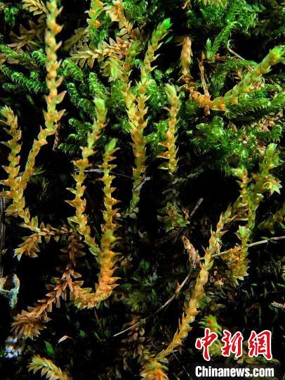 圖為九龍卷柏?！∏嗪Ｉ剿匀毁Y源調(diào)查規(guī)劃設(shè)計(jì)研究院供圖