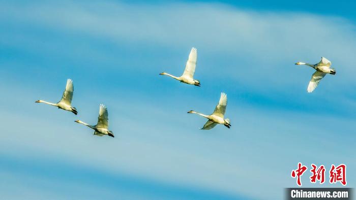 圖為天鵝在空中飛翔?！『螁⒔?攝