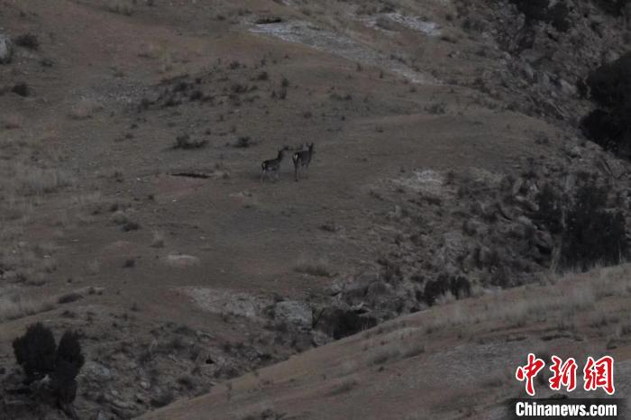 圖為兩只馬鹿在山坡上行走?！〔湃?攝