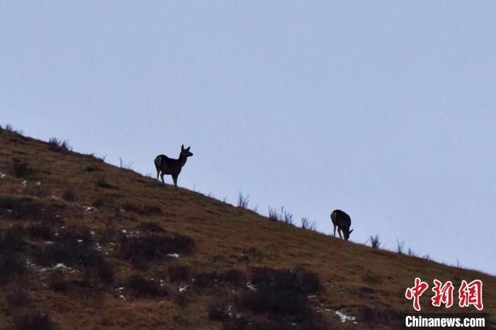 圖為馬鹿在山坡上覓食?！〔湃?攝