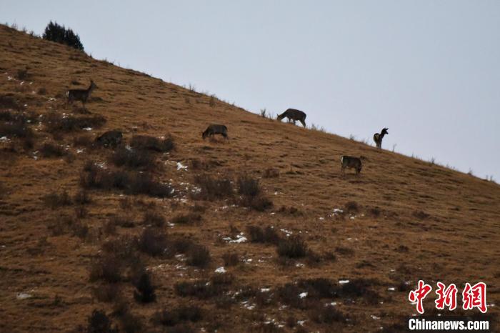 圖為馬鹿群在山坡上覓食。　才仁 攝