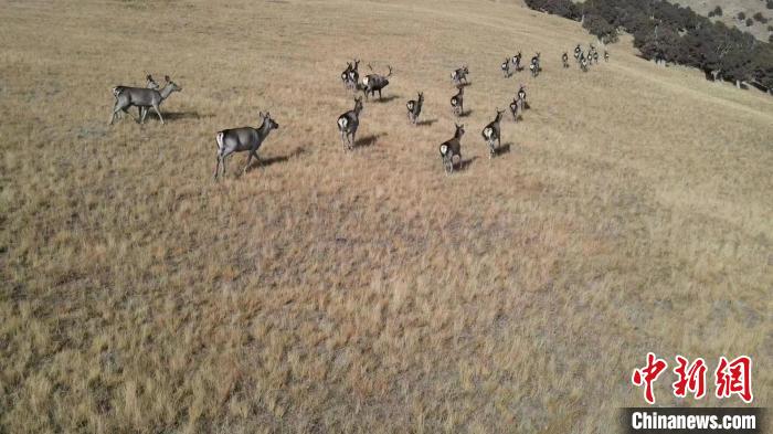 圖為馬鹿群在草地中漫步?！〔湃?攝