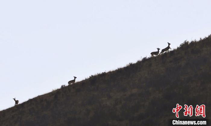 圖為狍鹿在山坡上漫步?！〔彭?xiàng)南加 攝