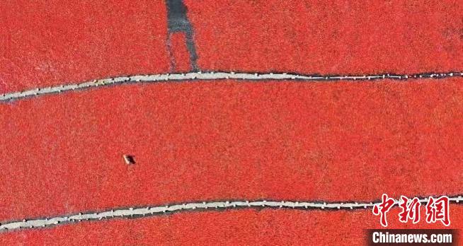 青海:多措并舉推動(dòng)枸杞產(chǎn)業(yè)步入“快車道”