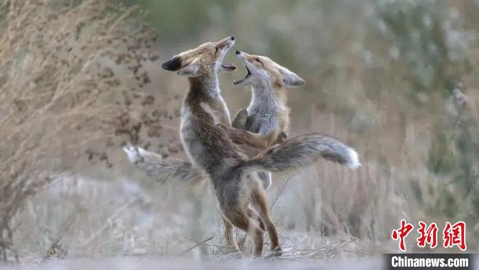 圖為同海元的作品《第一回合》?！∏嗪Ｊ∑钸B山自然保護(hù)協(xié)會供圖