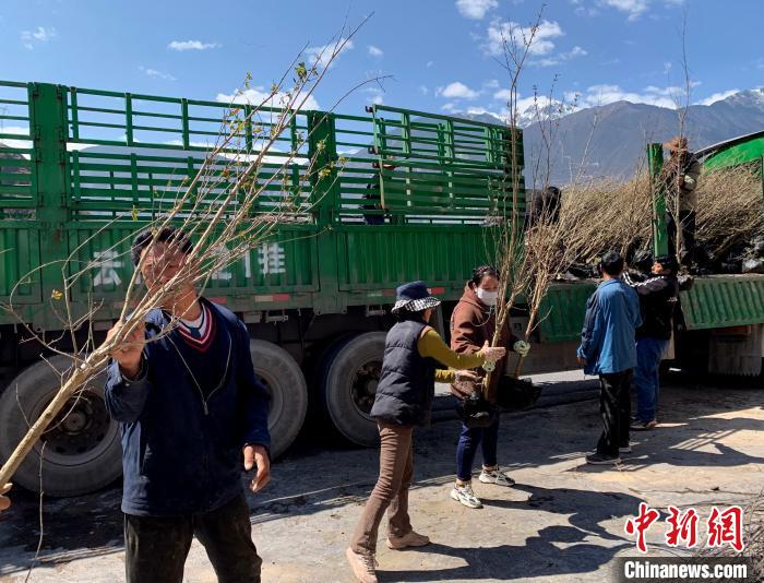 民眾搬運(yùn)苗木?！〔际忻⒖悼h委宣傳部供圖