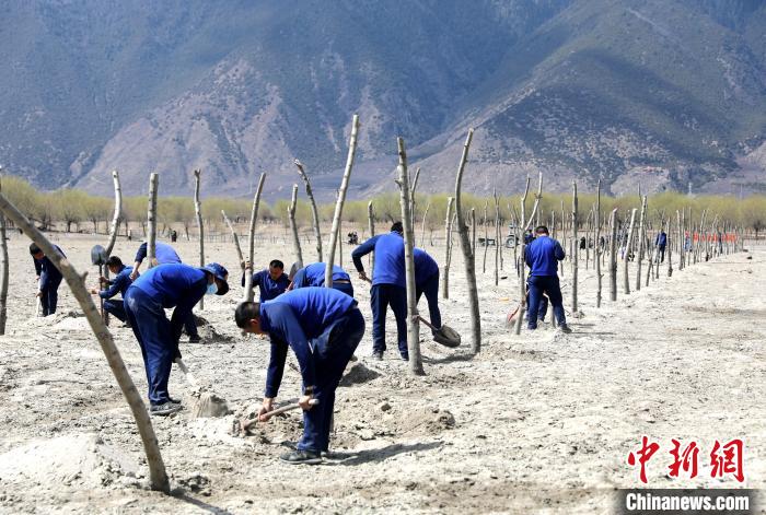 林芝市巴宜區(qū)森林消防中隊(duì)志愿服務(wù)隊(duì)熱火朝天的植樹(shù)現(xiàn)場(chǎng)。　西繞拉翁 攝