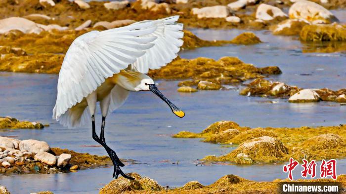 圖為白琵鷺?！?yán)桉 攝